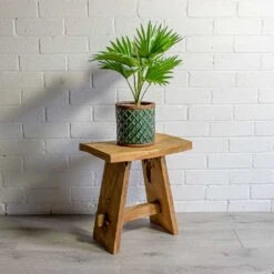 Livistona Rotundifolia - Footstool Palm -PlantVibe Shop Livistona rotundifolia Footstool Palm liam turquoise plant pot natural