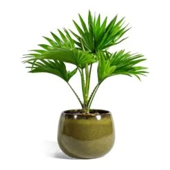Livistona Rotundifolia - Footstool Palm -PlantVibe Shop Livistona rotundifolia Footstool Palm odile moss plant pot 19cm 2c40fc1b 22cc 4cfc bd3b 53201d6f2256