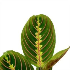 Front Page -PlantVibe Shop Maranta leuconeura erythroneura Herringbone Plant Leaves
