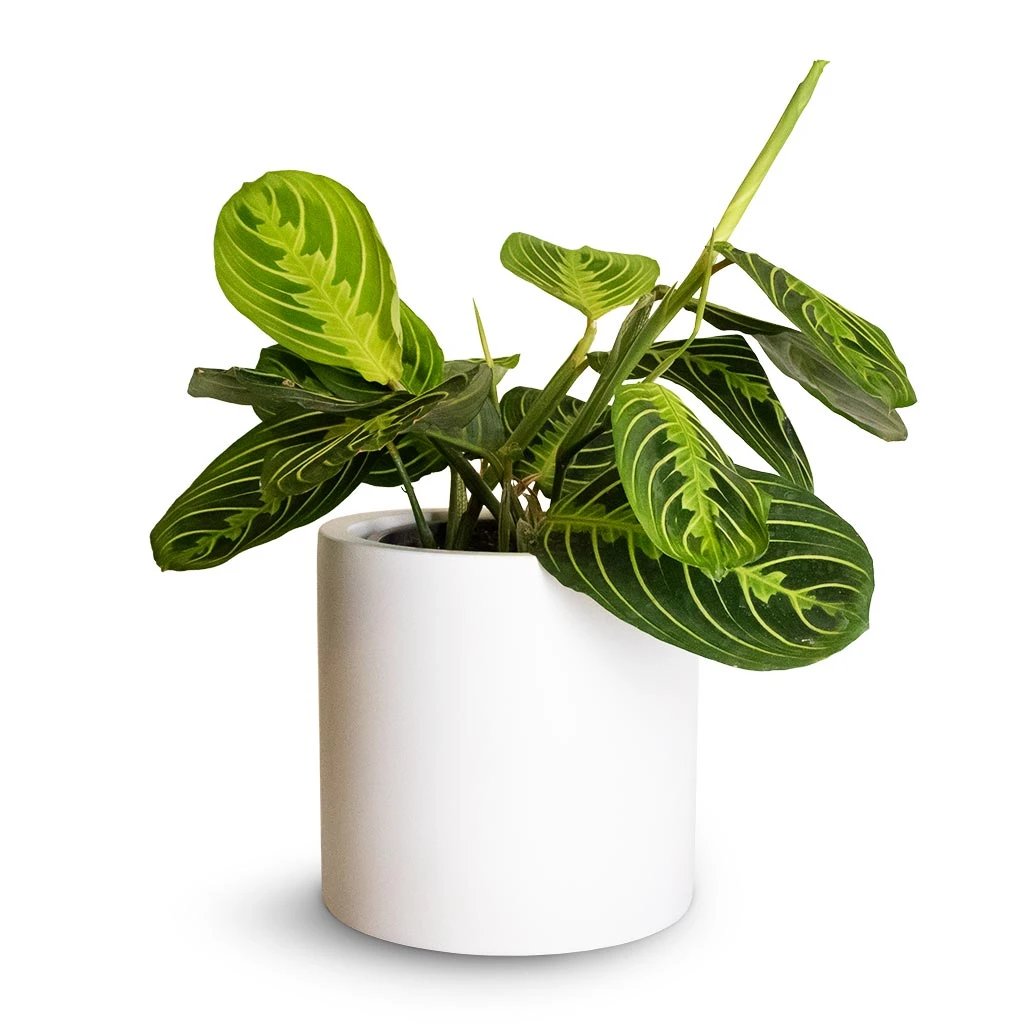Puk Essentials Planter - Matt White 9 Puk Essentials Planter - Matt White - Image 9