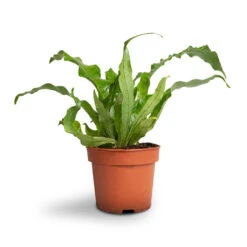 Microsorum Musifolium Crocodyllus - Crocodile Fern -PlantVibe Shop Microsorum musifolium Crocodyllus Crocodile Fern 12x25cm 1 4301d9ee 8403 49f4 9b46 2a94c8eb88f5