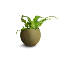 Microsorum Musifolium Crocodyllus - Crocodile Fern -PlantVibe Shop Microsorum musifolium Crocodyllus Crocodile Fern 12x25cm Dex Plant Pot Forrest
