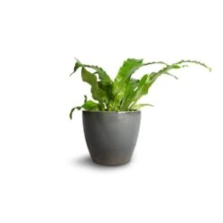 Microsorum Musifolium Crocodyllus - Crocodile Fern -PlantVibe Shop Microsorum musifolium Crocodyllus Crocodile Fern 12x25cm Sven Plant Pot Smoke