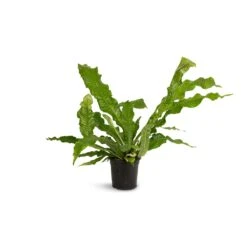 Microsorum Musifolium Crocodyllus - Crocodile Fern -PlantVibe Shop Microsorum musifolium Crocodyllus Crocodile Fern 17x40cm
