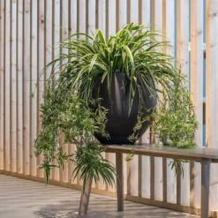 Mini Orb Kevan Plant Pot - Black Washed -PlantVibe Shop Mini Orb Kevan Plant Pot Black Washed Spider Plant