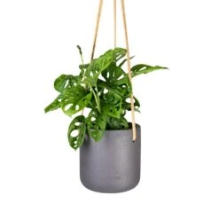 Charlie Hanging Plant Pot - Black Washed -PlantVibe Shop Monstera adansonii Philodendron Monkey Mask 12x30cm Charlie Hanging Plant Pot Black Washed 15x15cm 56acb4f4 05ee 4967 9df7 1177acbc70b3