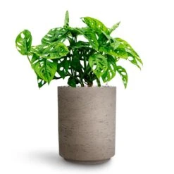 Suzi Plant Pot - Grey Washed -PlantVibe Shop Monstera adansonii Philodendron Monkey Mask HydrocultureSuzi Plant Pot Grey Washed