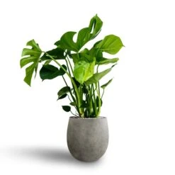 Grigio Balloon Plant Pot - Natural Concrete -PlantVibe Shop Monstera deliciosa Hydroculture Grigio Balloon Plant Pot Natural Concrete 1c39b812 af40 4602 97a6 043e5900721f