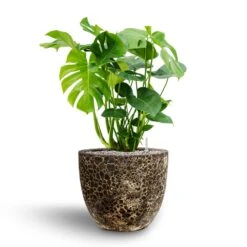 Lava Couple Relic Planter - Black 23 Lava Couple Relic Planter - Black -PlantVibe Shop Monstera deliciosa Hydroculture Lava Couple Relic Planter Black 068a0dd8 649a 4cdc b66a e73ba5fa6790