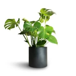 Puk Natural Planter - Matt Black 11 Puk Natural Planter - Matt Black -PlantVibe Shop Monstera deliciosa Swiss Cheese Plant 21x70cm Puk Natural Planter Matt Black 25x25cm