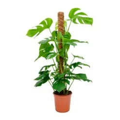 Monstera Deliciosa - Swiss Cheese Plant - Moss Pole -PlantVibe Shop Monstera deliciosa Swiss Cheese Plant Moss Pole