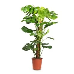 Monstera Deliciosa - Swiss Cheese Plant - Moss Pole -PlantVibe Shop Monstera deliciosa Swiss Cheese Plant Moss Pole 24x110cm