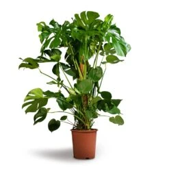 Monstera Deliciosa - Swiss Cheese Plant - Moss Pole -PlantVibe Shop Monstera deliciosa Swiss Cheese Plant Moss Pole 27x120cm 1