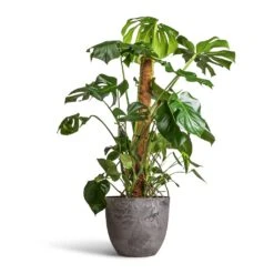 Monstera Deliciosa - Swiss Cheese Plant - Moss Pole -PlantVibe Shop Monstera deliciosa Swiss Cheese Plant Moss Pole 27x120cm Bola Artstone Plant Pot Grey 38x33cm 2