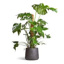 Monstera Deliciosa - Swiss Cheese Plant - Moss Pole -PlantVibe Shop Monstera deliciosa Swiss Cheese Plant Moss Pole 27x120cm Patt Plant Pot Black Washed 34x29cm