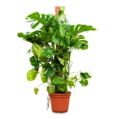 Monstera Deliciosa - Swiss Cheese Plant - Moss Pole -PlantVibe Shop Monstera deliciosa moss pole 40x160cm
