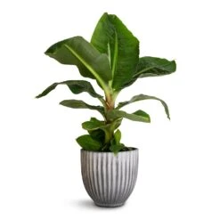 Lagos Plant Pot - Anthracite -PlantVibe Shop Musa Dwarf Cavendish Banana Plant 17x50cm Lagos Plant Pot Anthracite 20x20cm 611907d0 869b 4785 8a98 8db8231c95c8