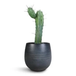 Myrtillocactus Geometrizans - Blue Myrtle Cactus -PlantVibe Shop Myrtillocactus Geometrizans Blue Myrtle Cactus Esra Plant Pot Graphite 22x20cm