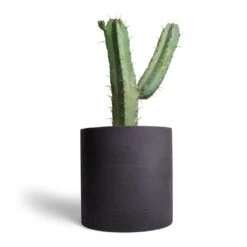 Puk Plant Pot - Black Washed -PlantVibe Shop Myrtillocactus geometrizans Blue Myrtle Cactus 17x50cm Puk Plant Pot Black Washed 25x25cm 1559f7f3 af2f 4222 8eaa 521daa724c38