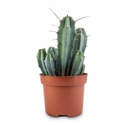 Myrtillocactus Geometrizans - Blue Myrtle Cactus -PlantVibe Shop Myrtillocactus geometrizans Blue Myrtle Cactus