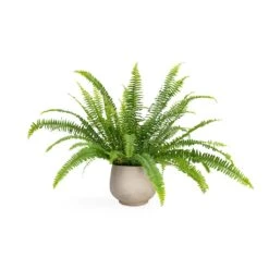 Mini Pixie Plant Pot - Grey Washed -PlantVibe Shop Nephrolepis exaltata Bostoniensis Boston Fern 12x30cm Mini Pixie Plant Pot Grey Washed 18x15cm 217724f0 fc08 40a8 8e79 9f7a90ab5f06