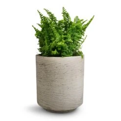 Suzi Plant Pot - Grey Washed -PlantVibe Shop Nephrolepis exaltata Vitale Compact Sword Fern 12x20cm Suzi Plant Pot Grey Washed 15x16.5cm