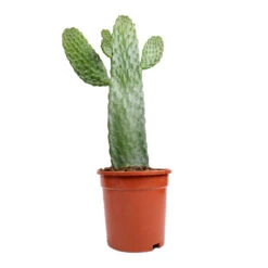 Opuntia Rubescens Consolea - Road Kill Cactus 8 Opuntia Rubescens Consolea - Road Kill Cactus -PlantVibe Shop Opuntia rubescens Consolea Road Kill Cactus 17x35cm