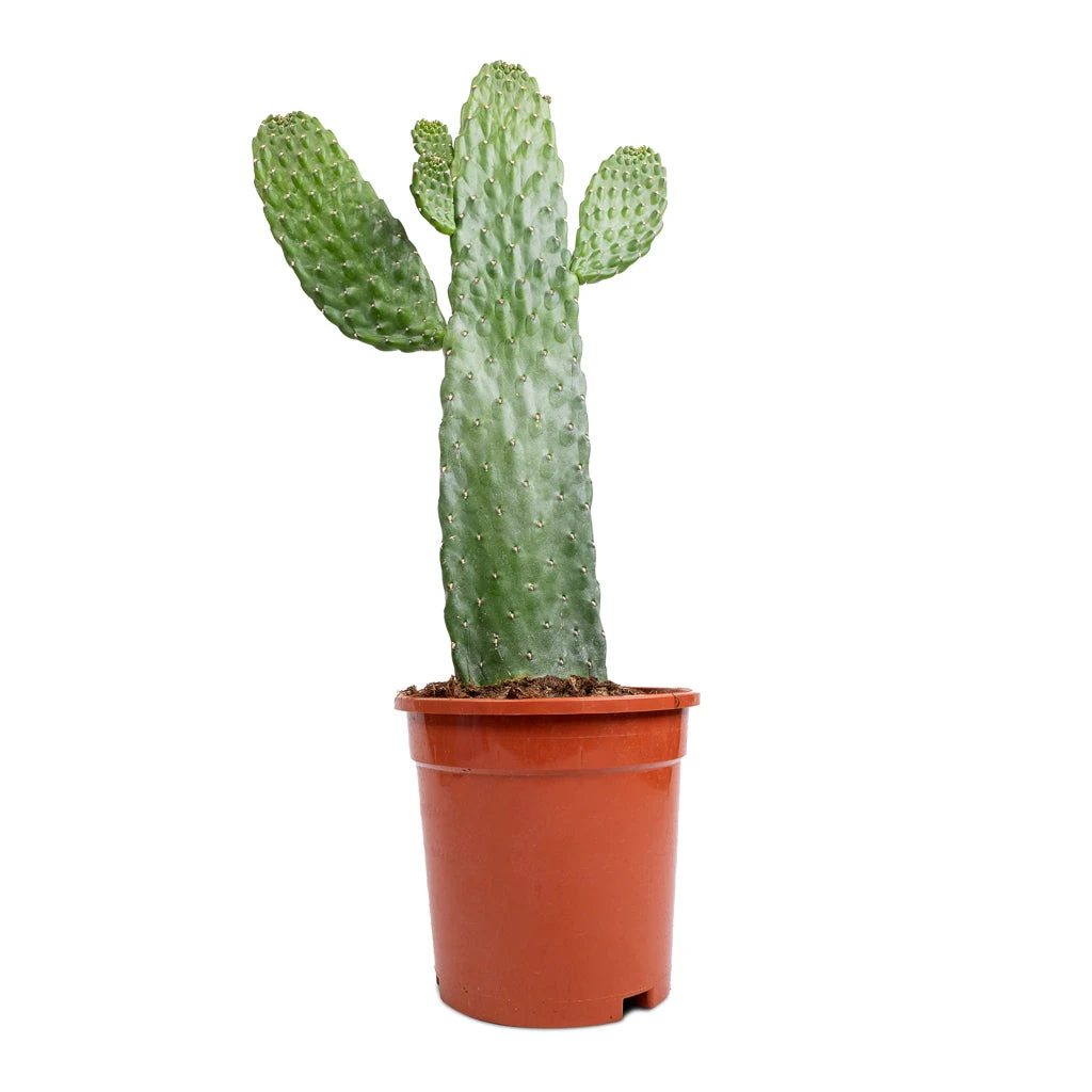 Opuntia Rubescens Consolea - Road Kill Cactus 3 Opuntia Rubescens Consolea - Road Kill Cactus - Image 3