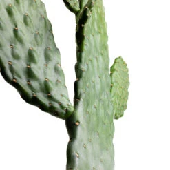 Opuntia Rubescens Consolea - Road Kill Cactus 9 Opuntia Rubescens Consolea - Road Kill Cactus -PlantVibe Shop Opuntia rubescens Consolea Road Kill Cactus SWATCH