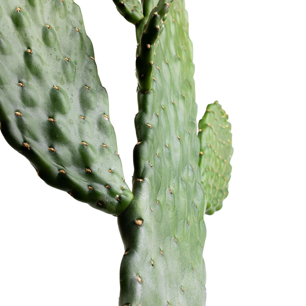 Opuntia Rubescens Consolea - Road Kill Cactus 4 Opuntia Rubescens Consolea - Road Kill Cactus - Image 4