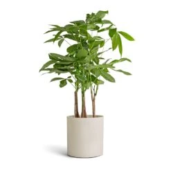 Puk Refined Planter - Natural White -PlantVibe Shop Pachira aquatica Multi Stem Money Tree 17x65cm Puk Refined Planter Natural White 20x20cm