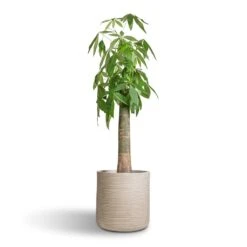 Dune Cylinder Planter - Oat -PlantVibe Shop Pachira aquatica Thick Trunk Money Tree 26x140cm Dune Cylinder Planter Oat 38x37cm