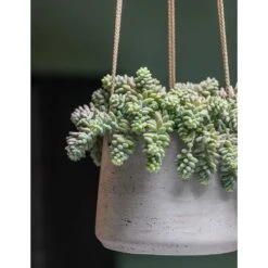 Patt Hanging Plant Pot - Grey Washed 21 Patt Hanging Plant Pot - Grey Washed -PlantVibe Shop Patt Hanging Plant Pot Grey Washed Succulent