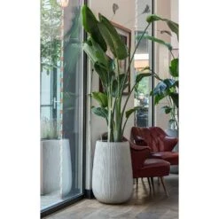 Patt High Plant Vase - Ridged Cement 20 Patt High Plant Vase - Ridged Cement -PlantVibe Shop Patt High Plant Vase Ridged Cement Strelitzia Houseplant