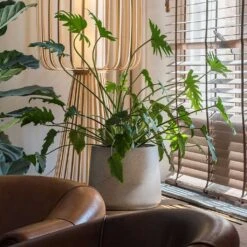 Patt Plant Pot - Grey Washed -PlantVibe Shop Patt Plant Pot Grey Washed Xanadu Houseplant