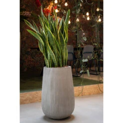 Patt High Plant Vase - Ridged Cement 14 Patt High Plant Vase - Ridged Cement -PlantVibe Shop PattHighPlantVase RidgedCement 5