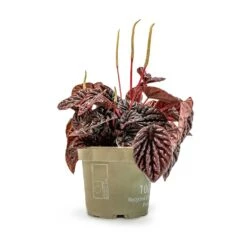 Peperomia Caperata Red Luna -PlantVibe Shop Peperomia Caperata Red Luna Houseplant 11x20cm