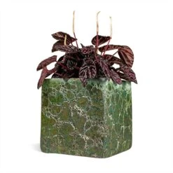 Peperomia Caperata Red Luna -PlantVibe Shop Peperomia Caperata Red Luna Houseplant 11x20cm Plant Pot Lava Cube Jade 16x16x16cm