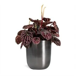 Peperomia Caperata Red Luna -PlantVibe Shop Peperomia Caperata Red Luna Houseplant 11x20cm Plant Pot Mayk Lead 12x13cm