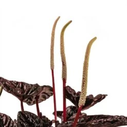 Peperomia Caperata Red Luna -PlantVibe Shop Peperomia Caperata Red Luna Houseplant 11x20cm Stem