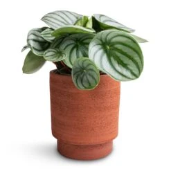 Chao Plant Pot - Terra -PlantVibe Shop Peperomia argyreia Watermelon Peperomia 12x20cm Chao Plant Pot Terra 13x15cm 93ab2fa1 c12f 4989 aa73 cc80b1293188