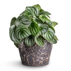 Lava Couple Straight Relic Planter - Black -PlantVibe Shop Peperomia argyreia Watermelon Peperomia 15x25cm Lava Couple Straight Relic Planter Black 19x13cm e57b0b0d 83ea 442e 96e6 c72b52dc01a7