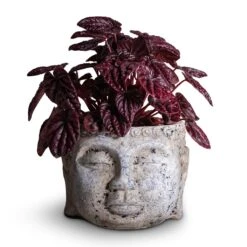 Peperomia Caperata Red Luna -PlantVibe Shop Peperomia caperata Red Luna 11x20cm Buddha Plant Pot Cement 17x13cm 7cb697ad 5052 47f5 a3fd 296c73ee15cf