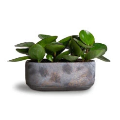 Peperomia Clusiifolia Red Margin - Red Edged Radiator Plant -PlantVibe Shop Peperomia clusiifolia Red Margin Red Edged Radiator Plant 11x20cm Saar Oval Plant Bowl Earth Cement 26x13x11cm 01ab1490 2500 46ca 9303 2ff8277b1373