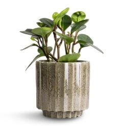 Peperomia Clusiifolia Red Margin - Red Edged Radiator Plant -PlantVibe Shop Peperomia clusiifolia Red Margin Red Edged Radiator Plant 14x25cm Lugano Scalloped Plant Pot Green 16x16cm