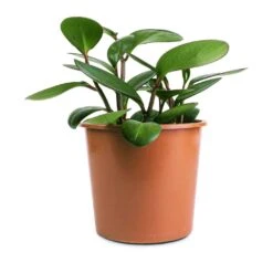 Peperomia Clusiifolia Red Margin - Red Edged Radiator Plant -PlantVibe Shop Peperomia clusiifolia Red Margin Red Edged Radiator Plant 14x25cm 7743d53c bb63 46d2 9b13 5ef46f307a93