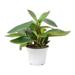 Peperomia Clusiifolia Red Margin - Red Edged Radiator Plant -PlantVibe Shop Peperomia clusiifolia Red Margin Red Edged Radiator Plant Large