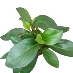 Peperomia Clusiifolia Red Margin - Red Edged Radiator Plant -PlantVibe Shop Peperomia clusiifolia Red Margin Red Edged Radiator Plant Large Leaves