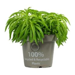 Peperomia Ferreyrae Nevada - Happy Bean -PlantVibe Shop Peperomia ferreyrae Happy Bean