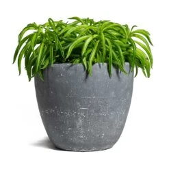 Peperomia Ferreyrae Nevada - Happy Bean -PlantVibe Shop Peperomia ferreyrae Happy Bean Anne Plant Pot Blue Stone